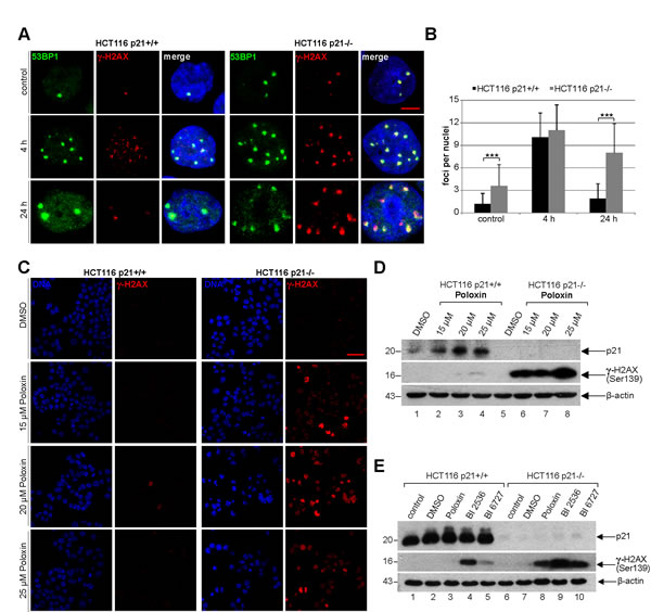 Cells without p21 show more DNA damage after Plk1 inhibition.