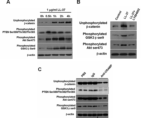 LL-37 activates &#x03B2;-catenin through PTEN/Akt/GSK3&#x03B2; pathways.