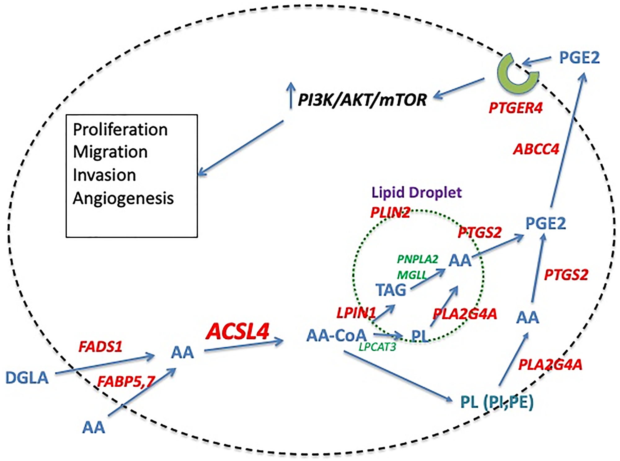 Proposed pathway of ACSL4-mediated stimulation of QNBC cells.