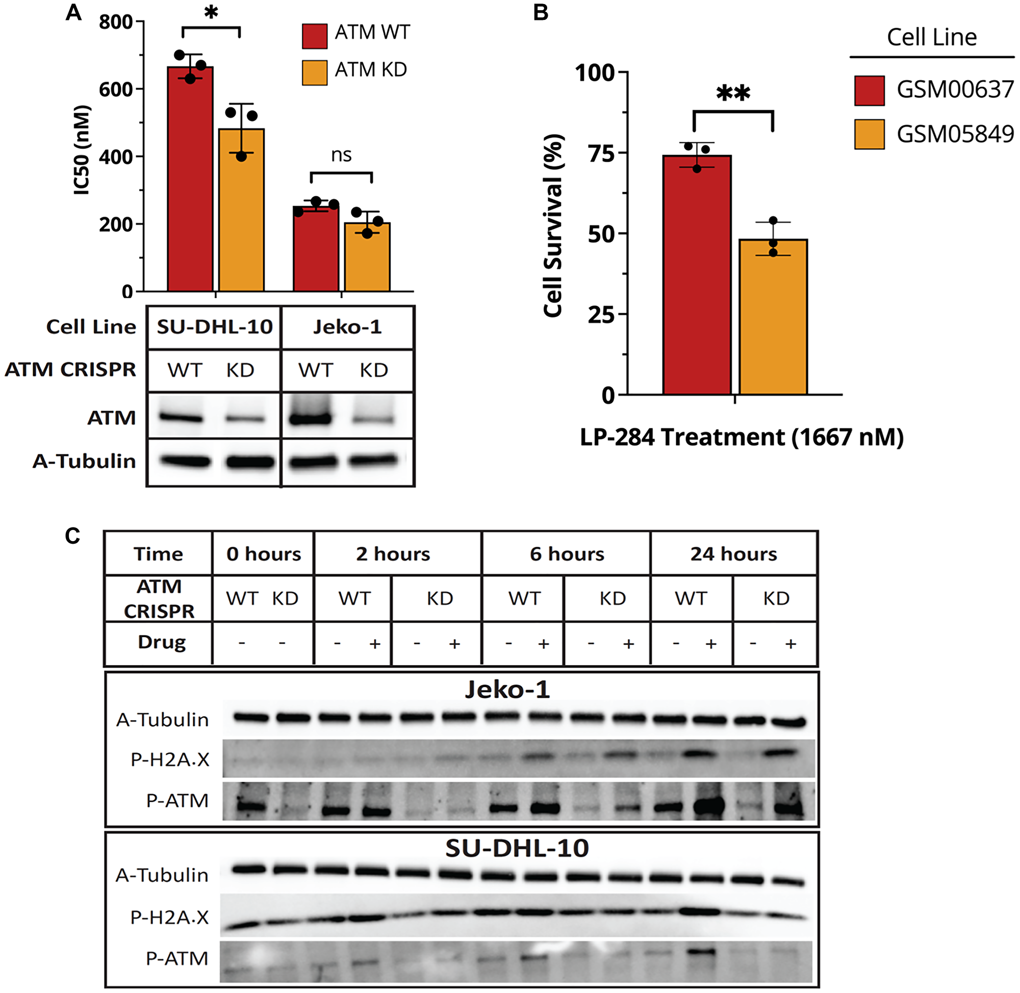 ATM-deficient cells show increased sensitivity to LP-284.