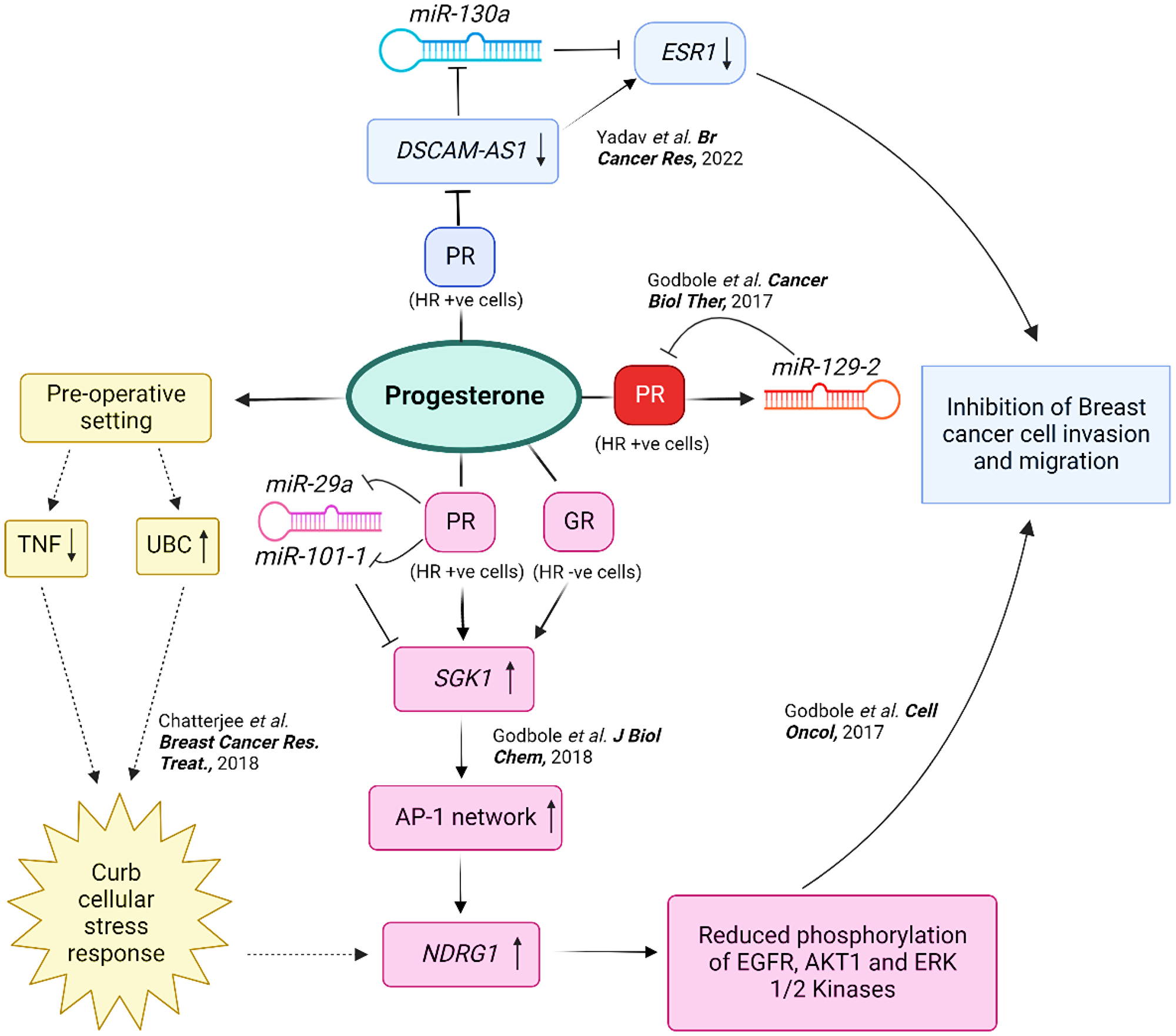 An integrated representation of the multifaceted effects of progesterone in breast cancer.