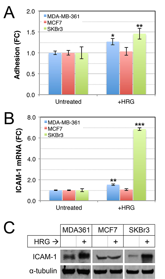 Effects of HRG on adhesive abilities of luminal HER2+ breast cancer cell lines.
