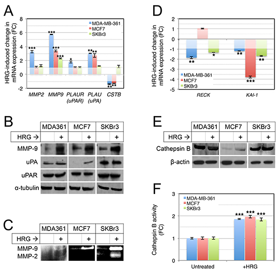 Treatment of luminal breast cancer cell lines with exogenous HRG increases extracellular protease activity.