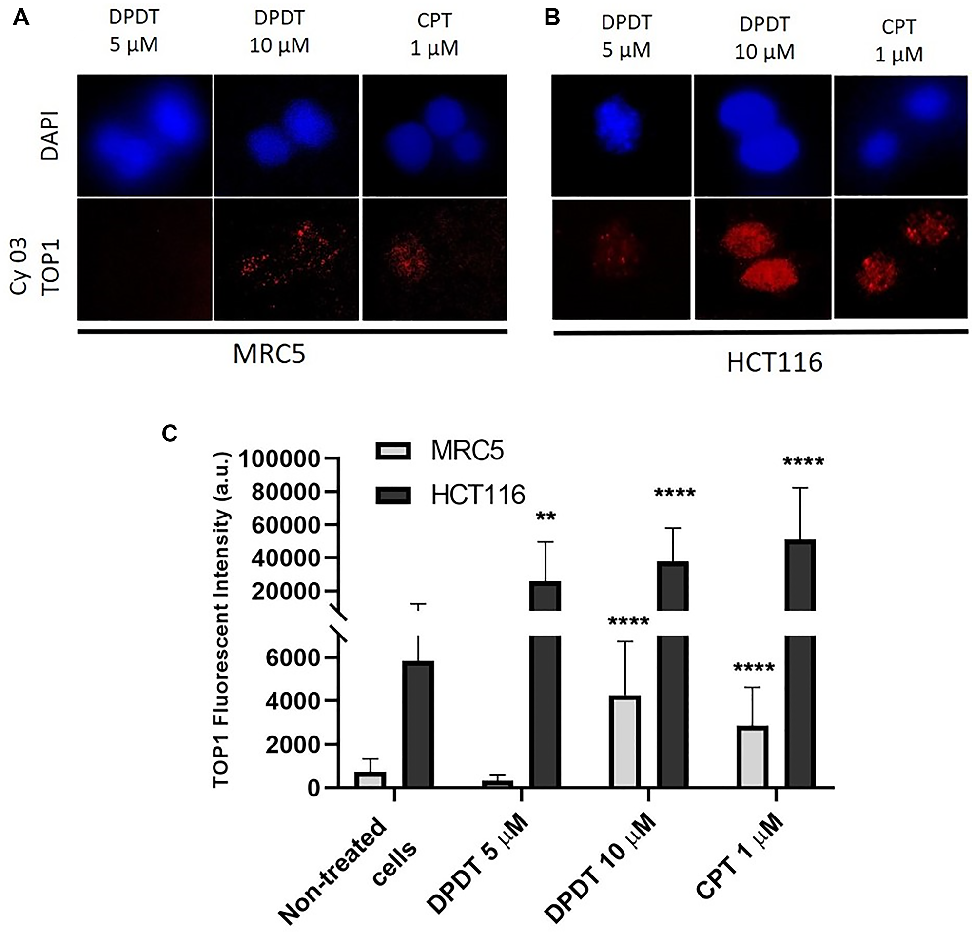DPDT induces TOP I-DNA complexes in MRC5 and HCT116 cells (TARDIS assay).