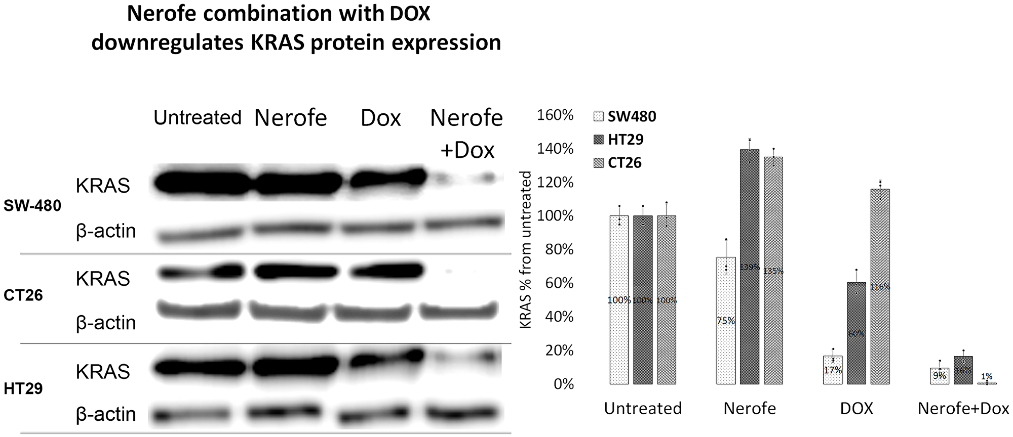 The combination of Nerofe with DOX downregulates KRAS protein expression in mCRC cell lines.