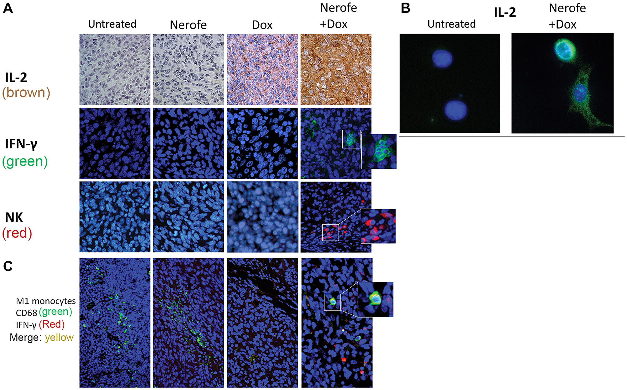 Immunological effect of Nerofe and DOX: CT26 murine model showing the immunological effect of Nerofe, DOX, and their combined treatment.