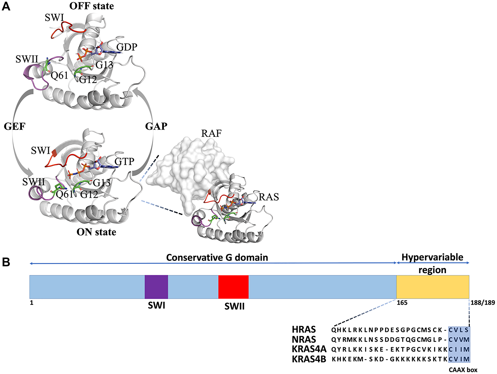 2D and 3D structure of Ras isoforms.