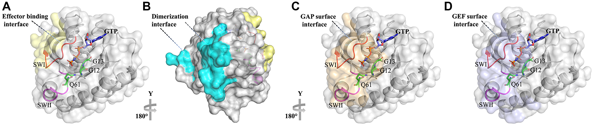 Ras with its various binding interfaces.