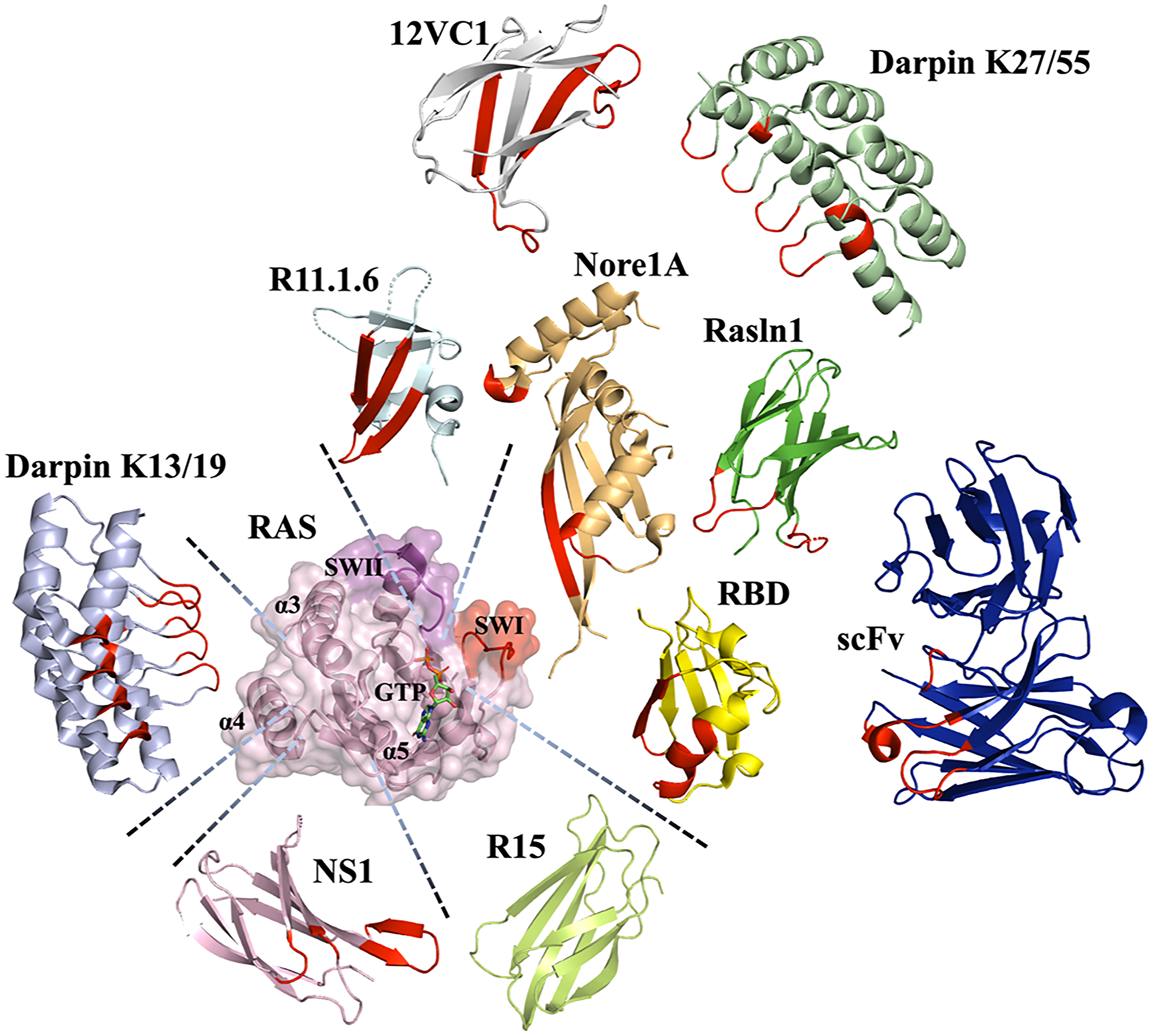 Various scaffolds utilized to engineer binders to Ras and their binding epitopes.