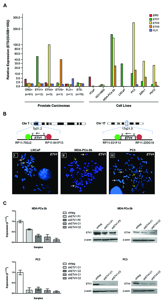 Characterization and establishment of the cell line models.