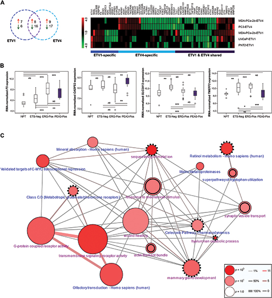 Dissection of ETV1 and/or ETV4 regulated genes.