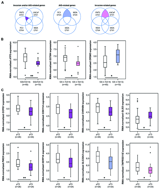 Association between the expression of invasion and/or AIG-related genes in vitro and prognostic factors in vivo.