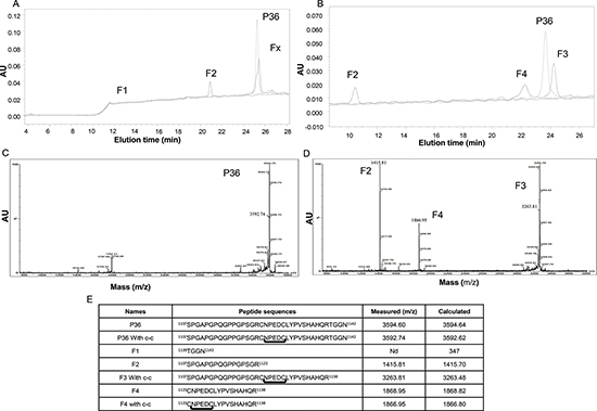 HPLC separation of plasmin degradation products.