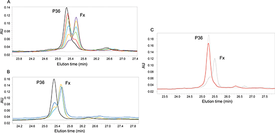 Analysis of P36 peptide cleavage by plasmin.