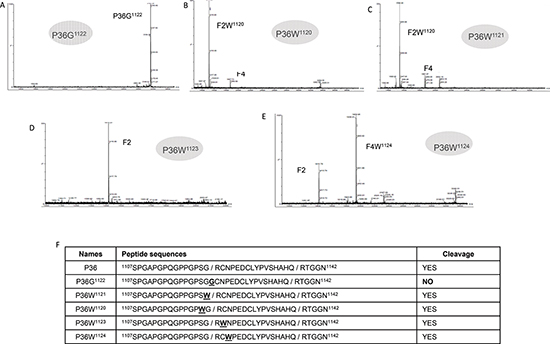 MALDI-ToF MS characterization of the substituted peptide after incubation with plasmin.