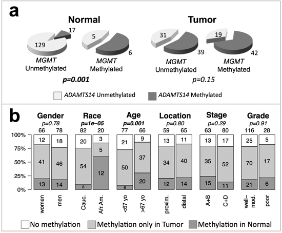 ADAMST14 and MGMT methylation and genotype/phenotype of CRC without MSI.