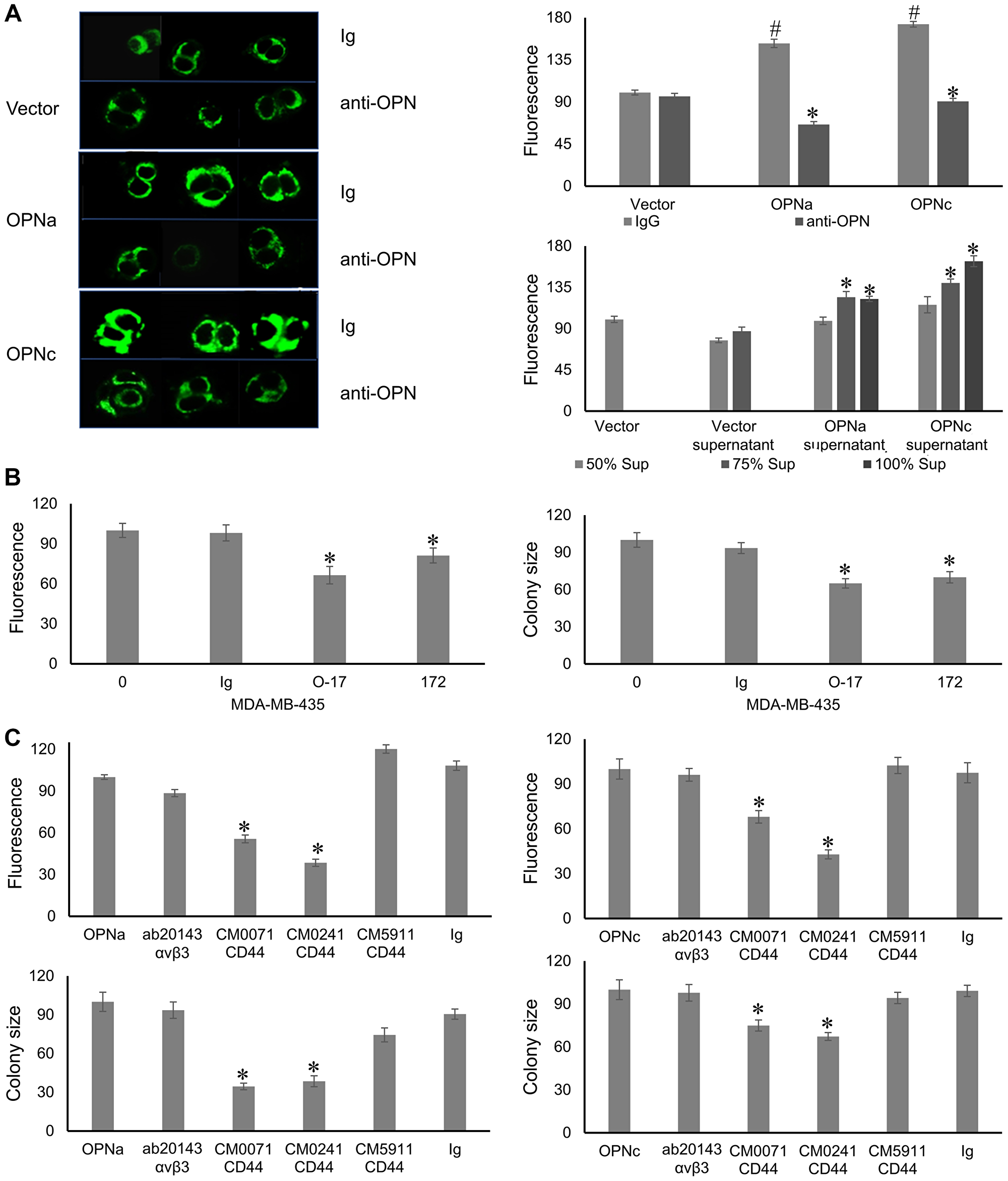 Osteopontin Promotes Mitochondrial Biogenesis in Deadherent Cancer Cells | Oncotarget
