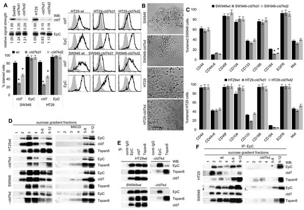 Characterization of cld7