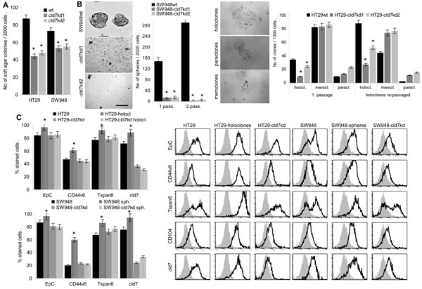 CIC growth features of CoCa-cld7