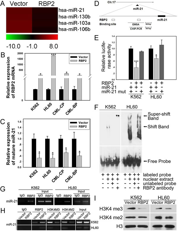 MiR-21 is directly and epigenetically downregulated by RBP2.