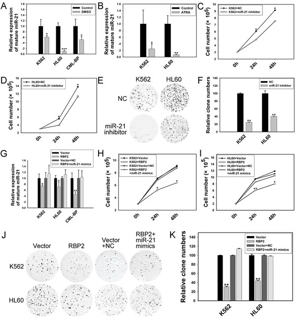 RBP2-mediated differentiation and proliferation depends in part on miR-21 in K562 and HL60 cells.