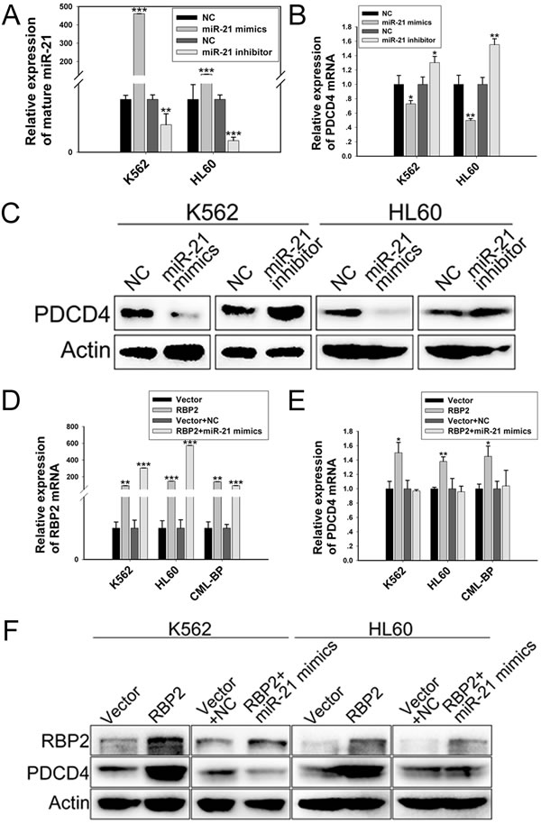 PDCD4 is directly downregulated by miR-21.