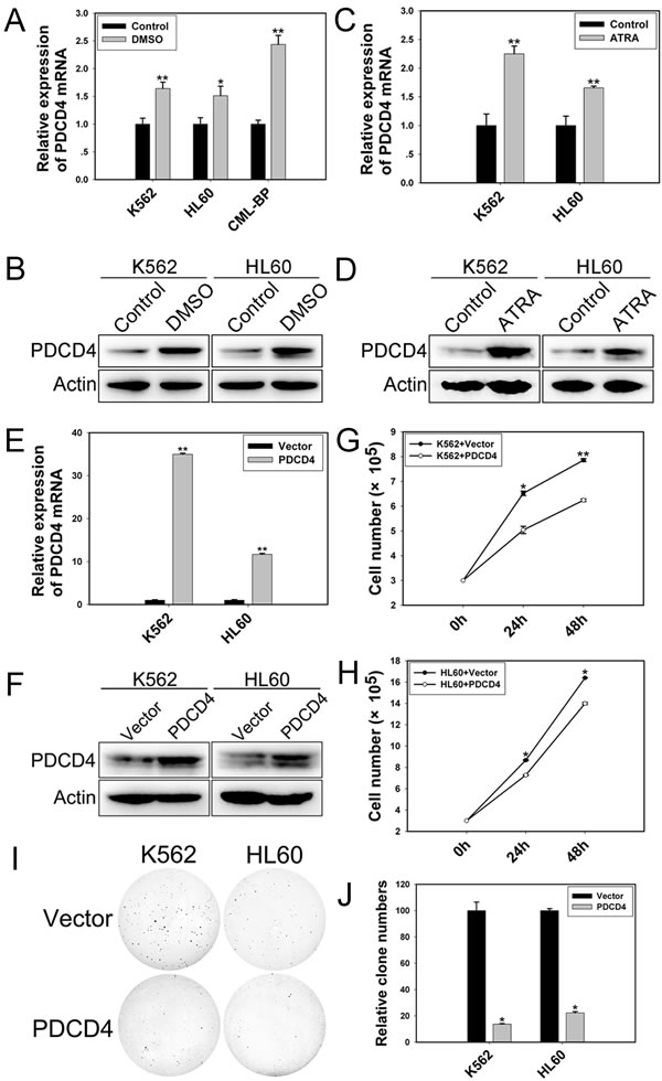 PDCD4 promotes cell differentiation and inhibits proliferation.