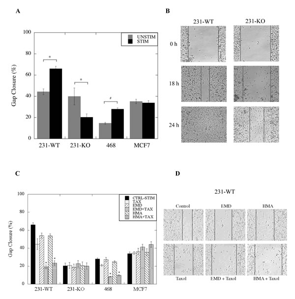 Effect of paclitaxel in combination with NHE1 inhibitors on cell migration of wild type (WT) and NHE1-knockout (KO) MDA-MB-231, MDA-MB-468 (468) and MCF7 cells.