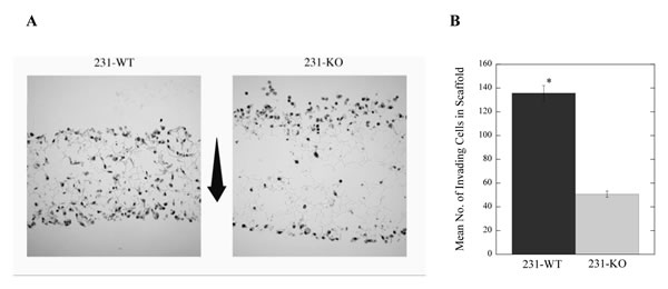 Long-term invasion is dependent on the expression of NHE1 in MDA-MB-231 breast cancer cells.