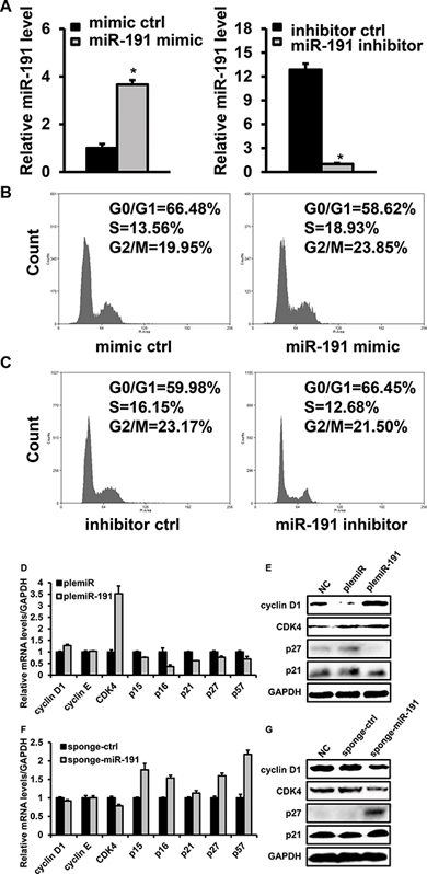 Effects of miR-191 on the cell cycle distribution of HCT116 cells.