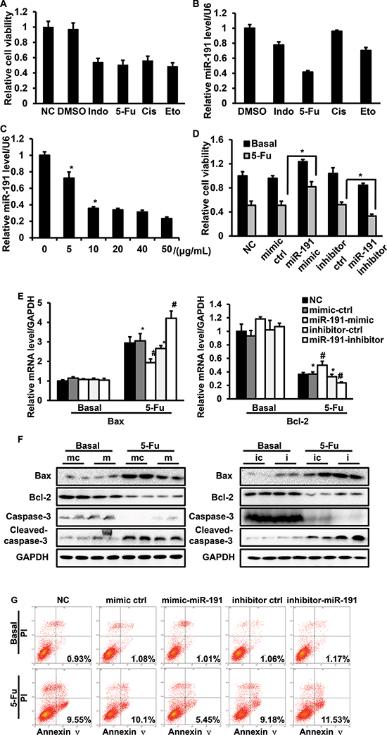 The involvement of miR-191 in the 5-Fu-induced cell apoptotic pathway in HCT116 cells.