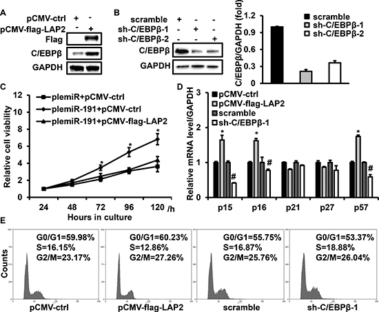 C/EBP&#x03B2; is involved in miR-191 induced cell growth advantage.