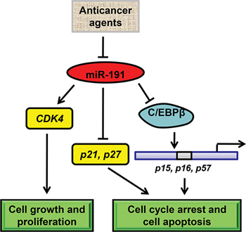 Schematic model of miR-191-mediated promotion of tumorigencity of colorectal cancer cells.