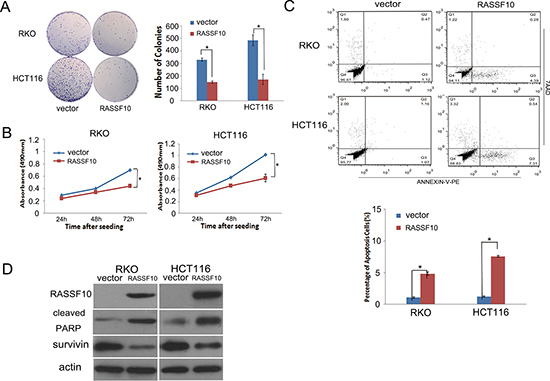 RASSF10 expression alters colorectal cancer cell proliferation and apoptosis.