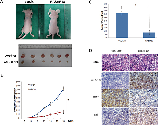 RASSF10 expression inhibits growth of HCT116 cell xenografts.