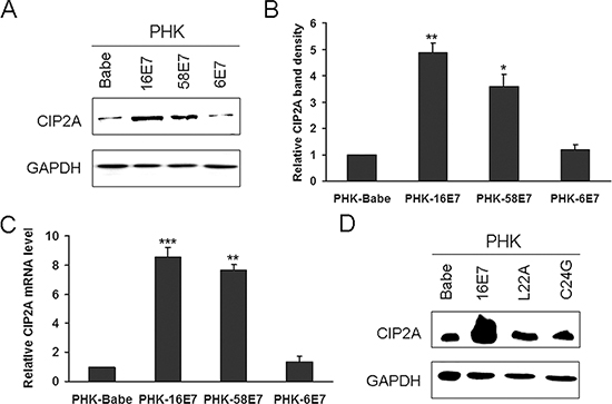 HPV-16E7 and -58E7 upregulated CIP2A mRNA and protein levels in PHKs.