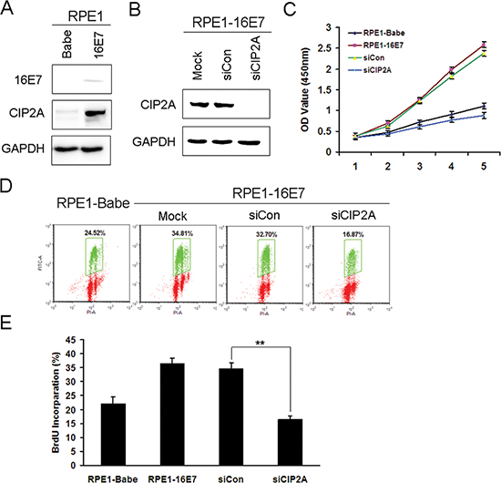 Knockdown of CIP2A inhibited cell proliferation and DNA synthesis of HPV-16E7-expressing cells.