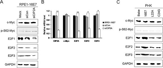 Active E2Fs expression positively associated with CIP2A expression in HPV-16E7-expressing cells.