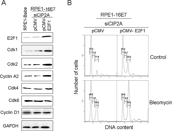 Overexpression of E2F1 overcame G1 arrest induced by CIP2A siRNA knockdown and upregulated expression of Cdk1 and Cdk2 protein in 16E7-expressing cells.