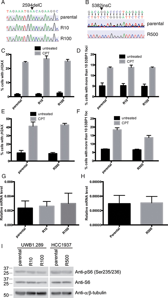 Known mechanisms for PARP inhibitor-resistance are not applicable.