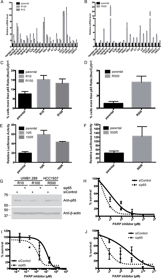 NF-&#x03BA;B is up-regulated in PARP inhibitor-resistant cells.