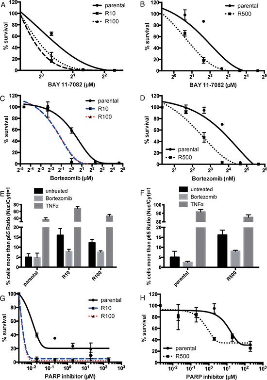 PARP inhibitor-resistant cells are sensitive to NF-&#x03BA;B inhibition.