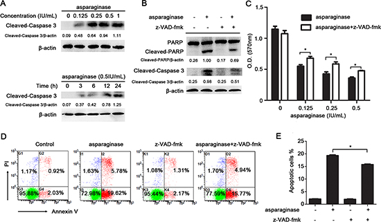 Apoptosis induced by asparaginase is partially caspase 3-dependent in K562 CML cells.