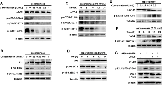 Both Akt/mTOR and Erk signaling pathway are involved in asparaginase-induced autophagy in K562 cells.