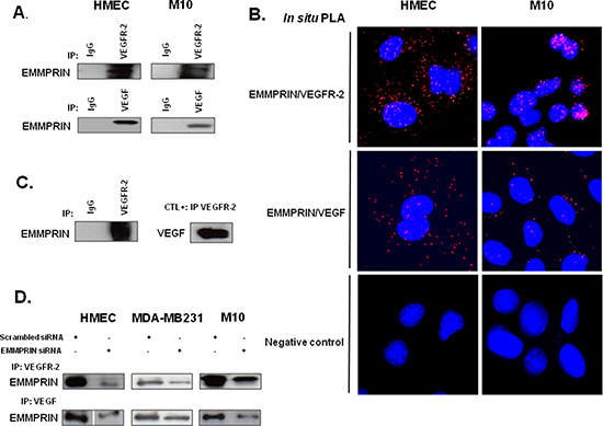 EMMPRIN/CD147 interacts with VEGFR-2 and VEGF in endothelial and tumor cells.