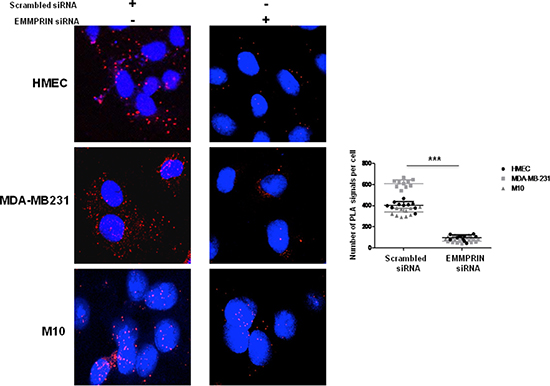 EMMPRIN silencing decreases EMMPRIN/VEGFR-2 interaction in endothelial and tumor cells.