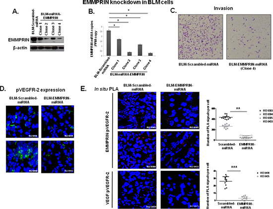 EMMPRIN knockdown decreases EMMPRIN/pVEGFR-2 and VEGF/pVEGFR-2 interactions in vivo.