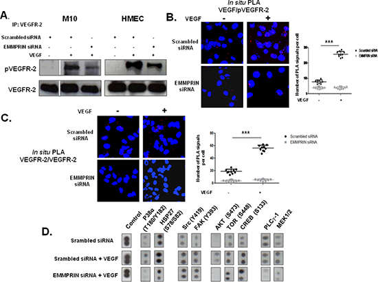 EMMPRIN enhances VEGF-mediated VEGFR-2 activation (phosphorylation and homodimerization) in EMMPRIN silenced HMEC and M10 cells.