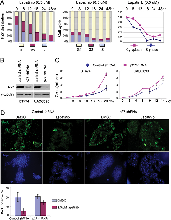 Lapatinib induced nuclear accumulation of p27 is required for its anti-proliferative effect.