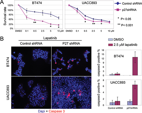 Knock down of p27 sensitizes HER2+ cells to lapatinib-induced apoptosis.